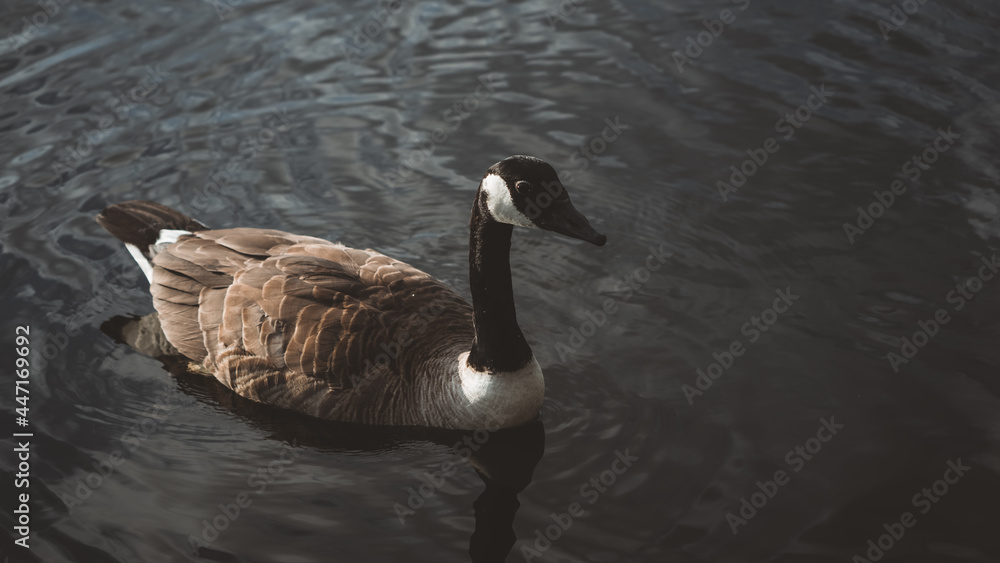 Goose close-up on a lake Goose close-up on a lake