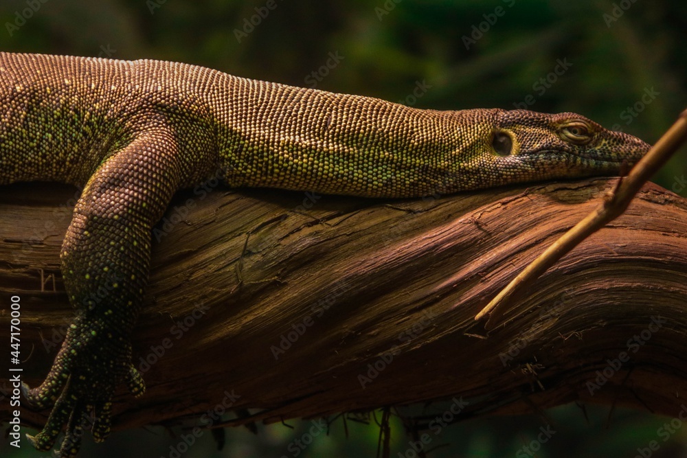 Fototapeta premium animals