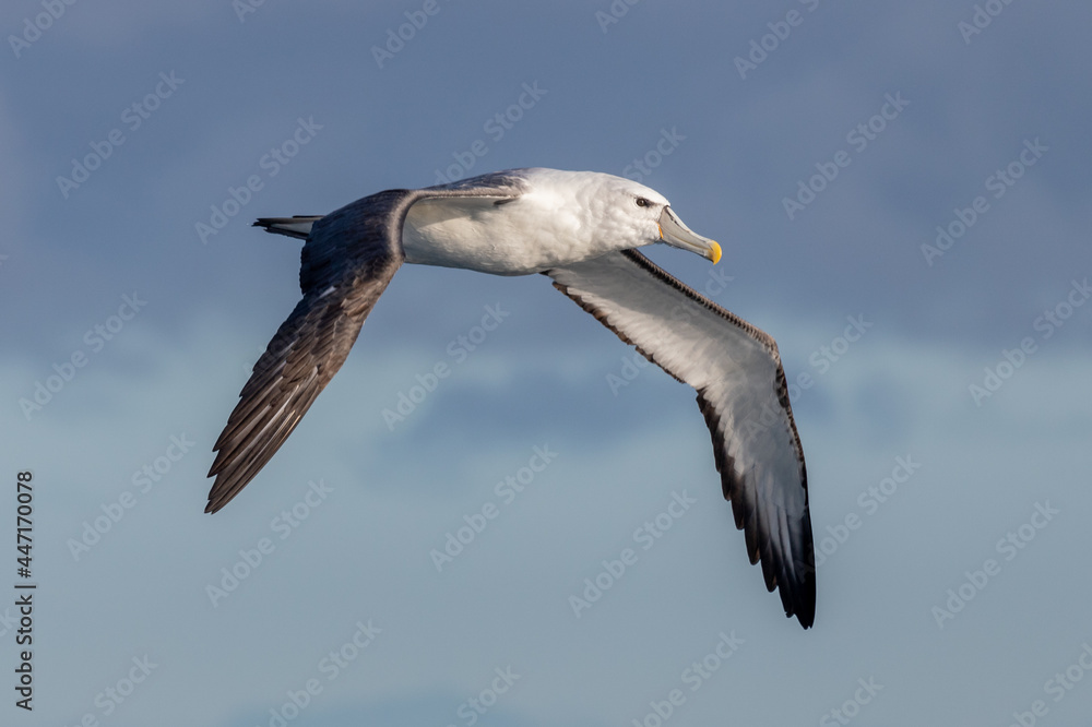 Obraz premium White-capped Mollymawk Albatross in Australasian Waters