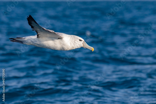 White-capped Mollymawk Albatross in Australasian Waters © Imogen