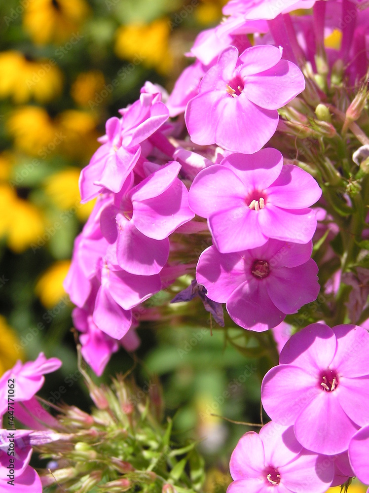 Lavallette Flowers Lavallette Flowers