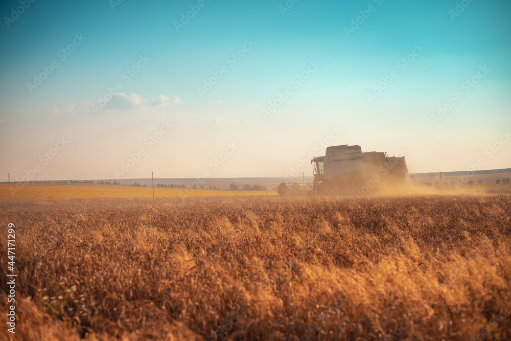 Fototapeta premium Combine harvester agriculture machine harvesting golden ripe wheat field