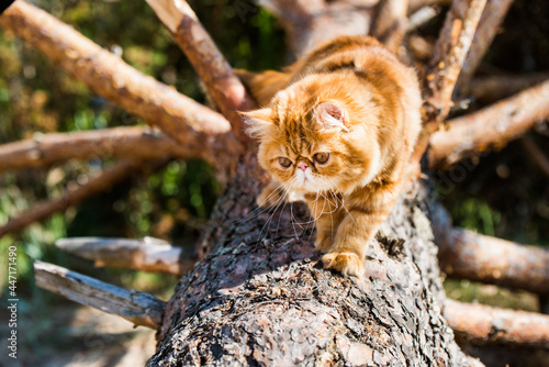 Fototapeta Naklejka Na Ścianę i Meble -  Red Persian cat climbing and sitting on the tree