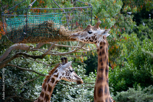 Photography Rothschild’s giraffes feeding from basket.