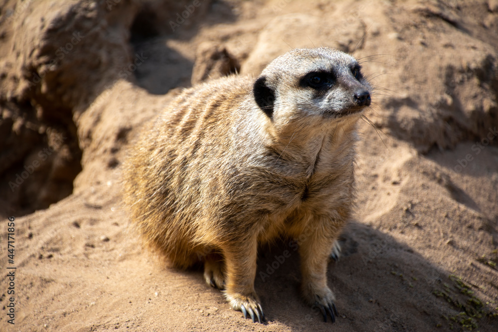 Fototapeta premium A Meerkat sitting in dirt.