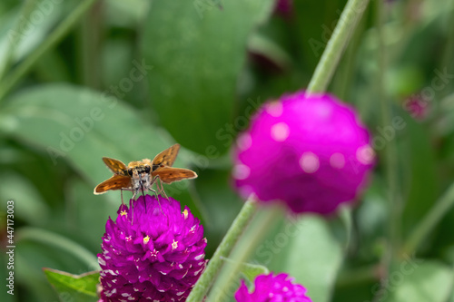 Fotografija Fiery skipper (hylephila phyleus) butterfly resting on a pink flower