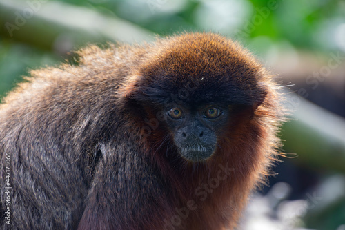 A closeup of a Coppery titi monkey. photo