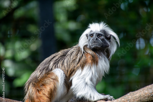 A Cotton top tamarin standing on a tree branch.