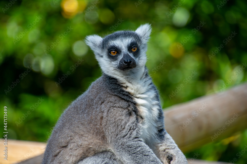 Obraz premium A Ring-tailed lemur looking at camera.