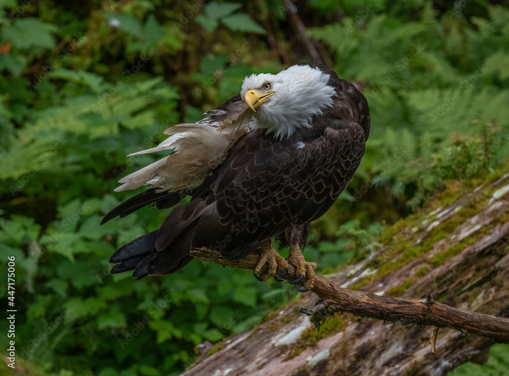 Bald Eagle Grooming, Anan Creek, Alaska Bald Eagle Grooming, Anan Creek, Alaska