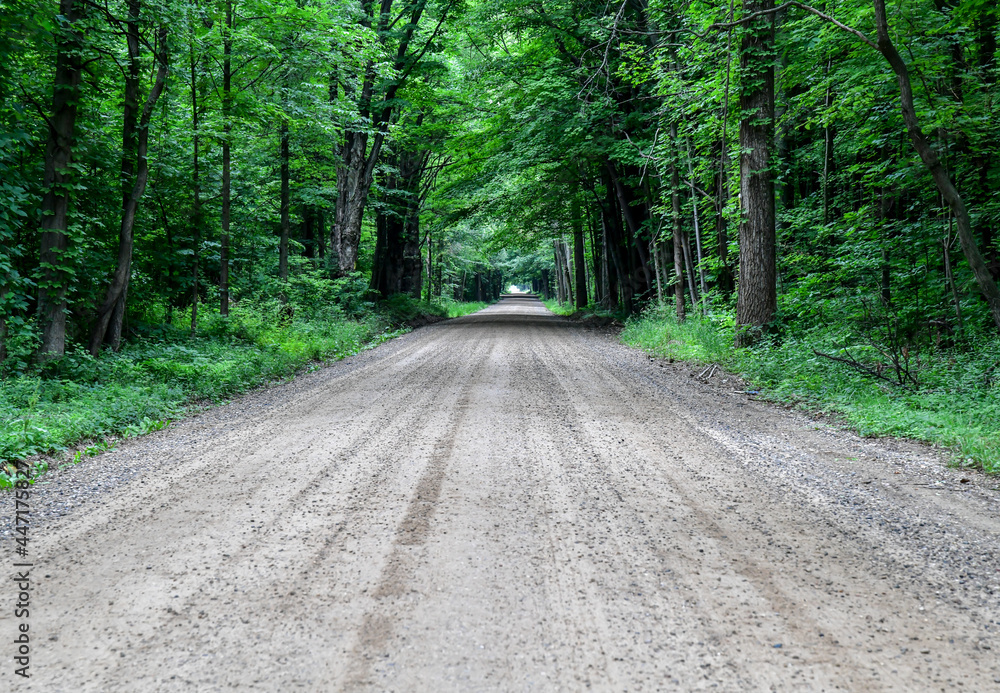 Fototapeta premium path in the woods
