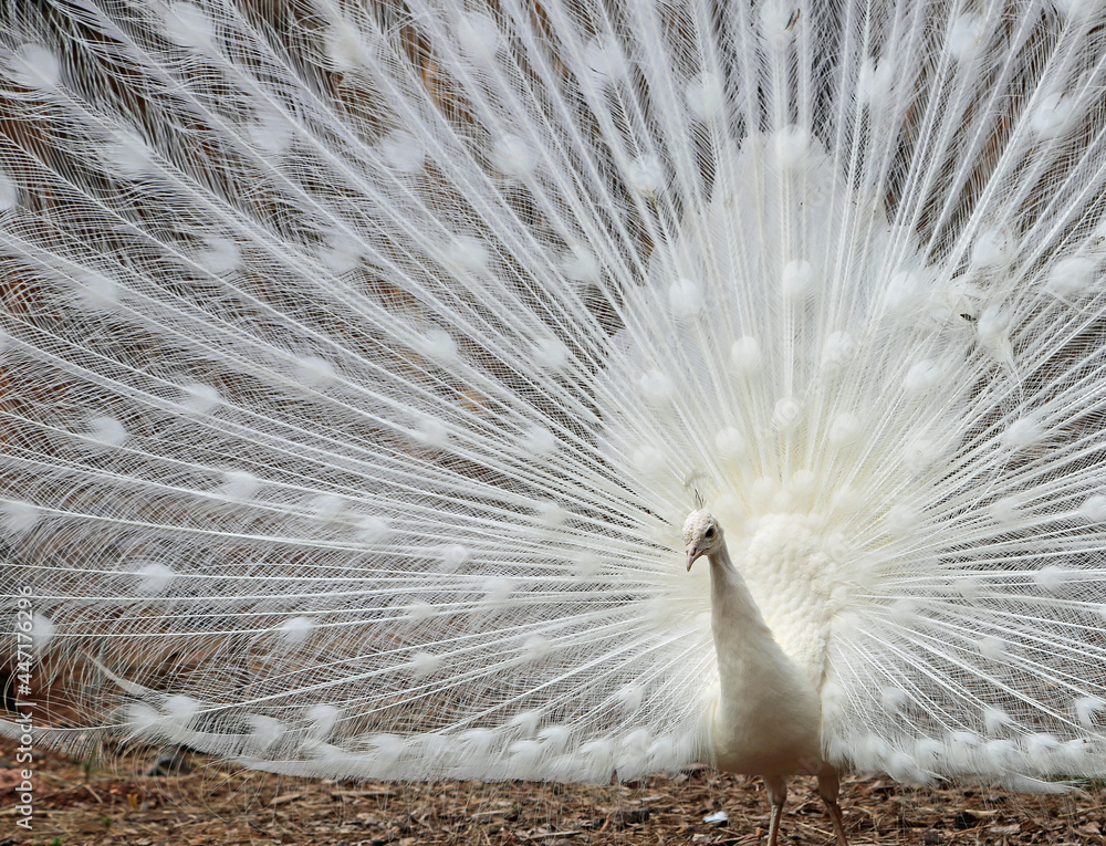 Obraz premium White peacock