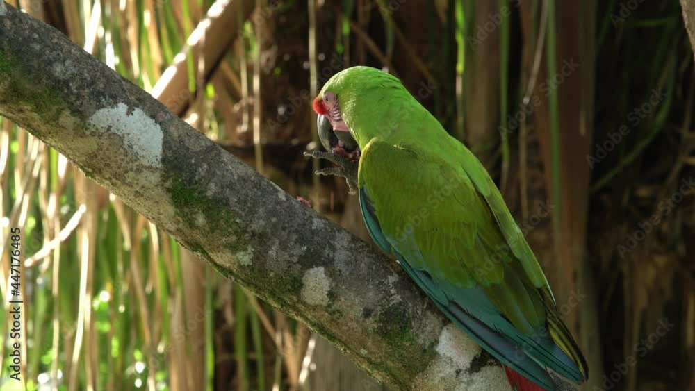 Great Green Macaw eating a forest almond, perched on a forest almond branch in Eastern Costa Rica, near Panama. Great Green Macaw eating a forest almond, perched on a forest almond branch in Eastern Costa Rica, near Panama.