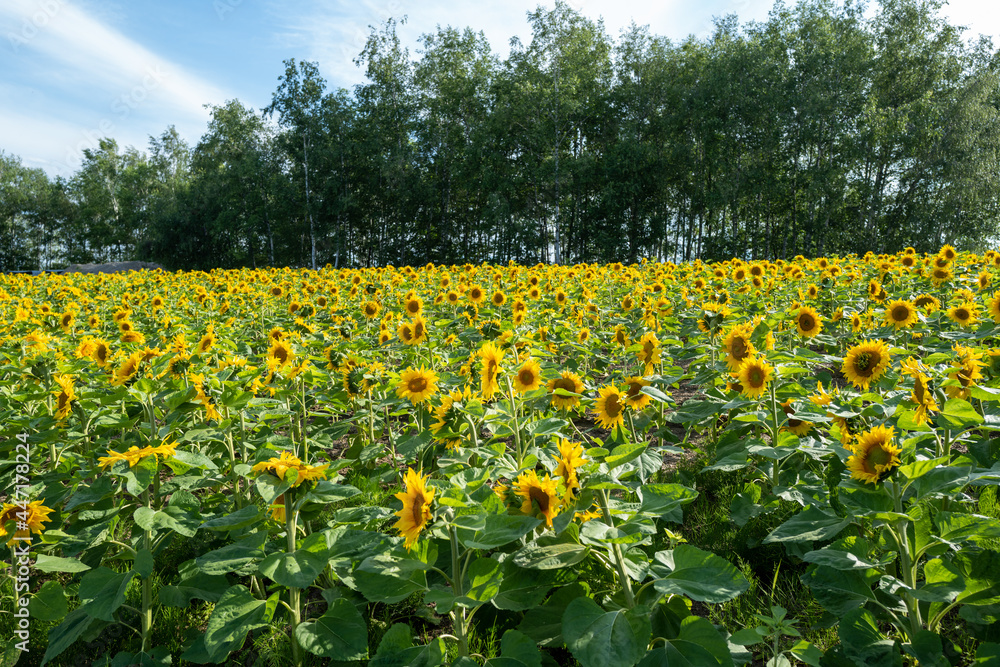 Obraz premium 北海道の自然のある風景 Landscape with nature in Hokkaido 