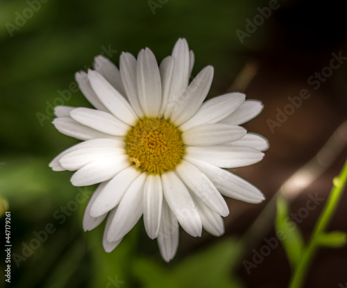 White flower in the garden.