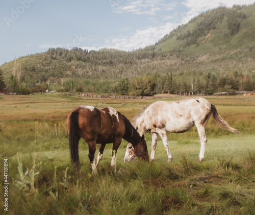 Horses in the Pasture © Tim Drake