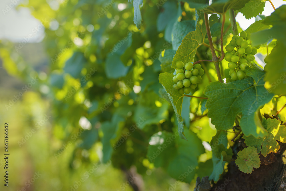 Ripening clusters of white grapes in the vineyard. Ripening clusters of white grapes in the vineyard.