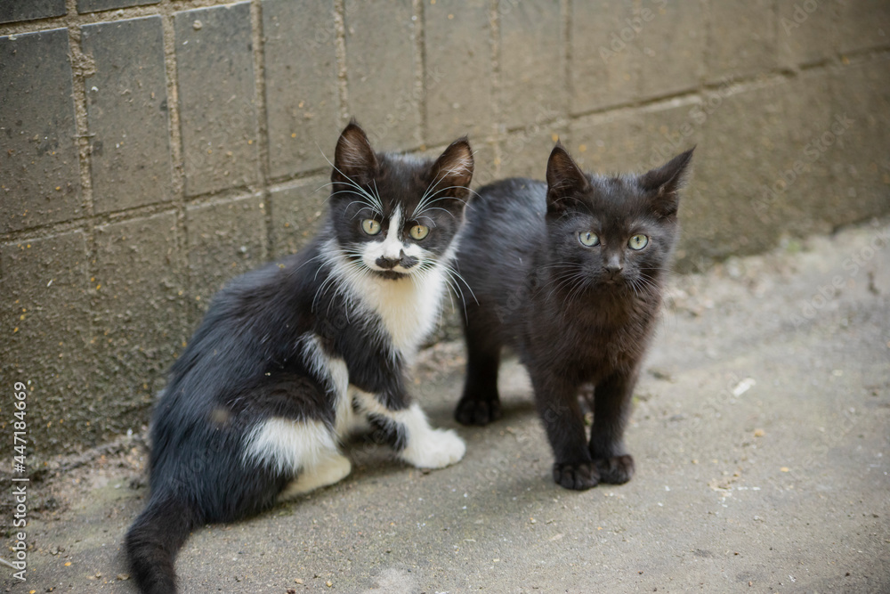 Kittens are playing outside. Cute homeless kittens. Kittens are playing outside. Cute homeless kittens.