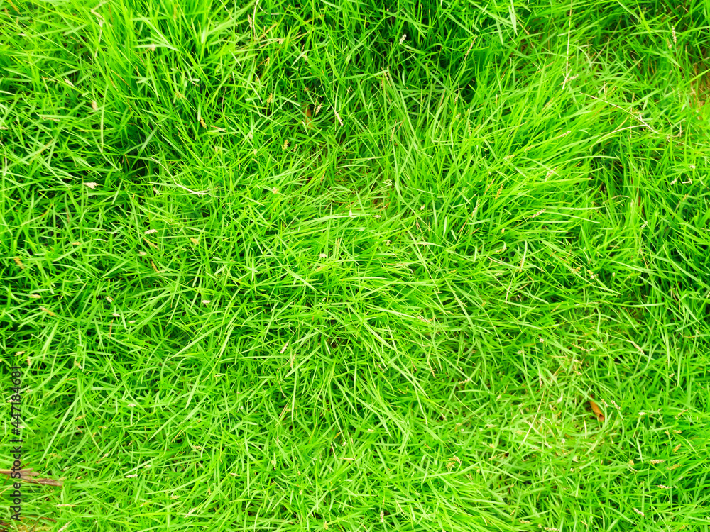 Green grass texture background Top view of bright grass. Background of a green grass. Green grass texture Green grass texture from a field Green grass texture background Top view of bright grass. Background of a green grass. Green grass texture Green grass texture from a field