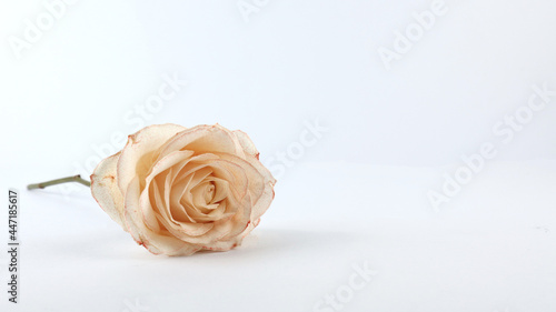 White roses are colored by dipping the stems into a glass containing red food coloring. Science concept for kids on white background