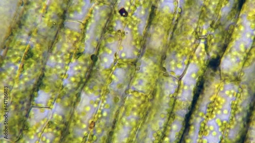 Time-lapsed footage of plant cells. photo