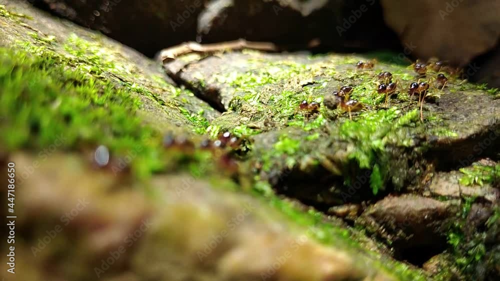 Group of termite walking on rock with moss Group of termite walking on rock with moss