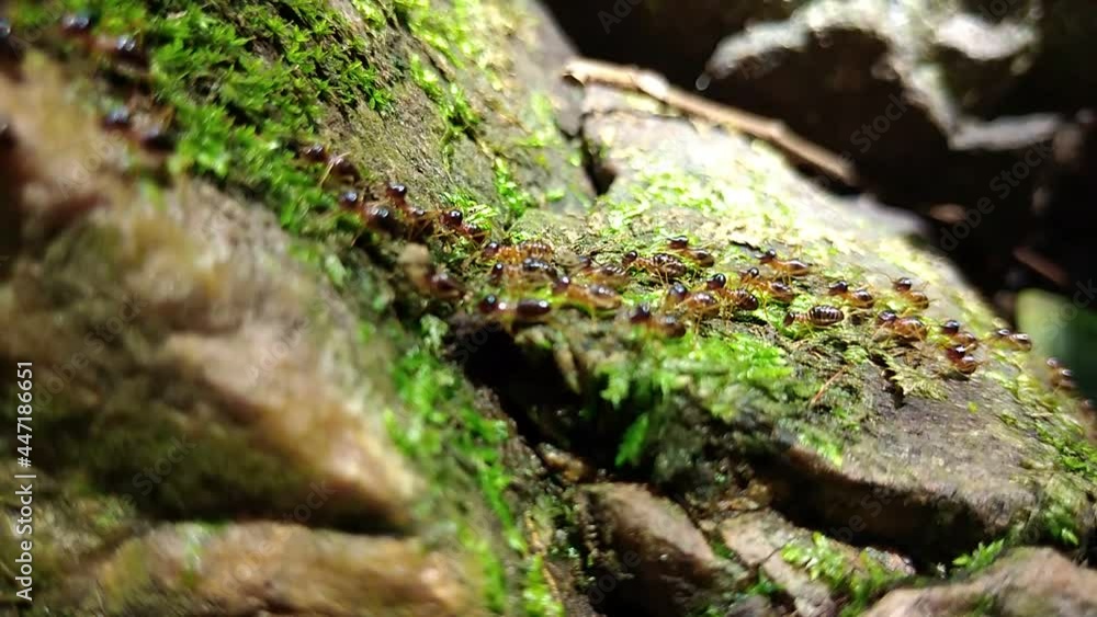 Group of termite walking on rock with moss Group of termite walking on rock with moss
