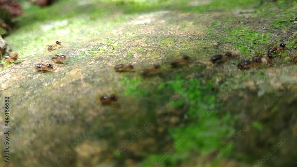 Group of termite walking on rock with moss Group of termite walking on rock with moss