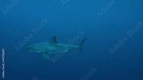Great White shark swimming in blue open ocean. Close up shot. Predator passing by in the deep ocean. photo