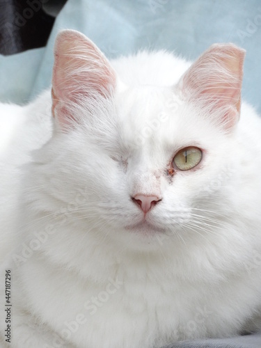 Portrait of a white cute fluffy cat 