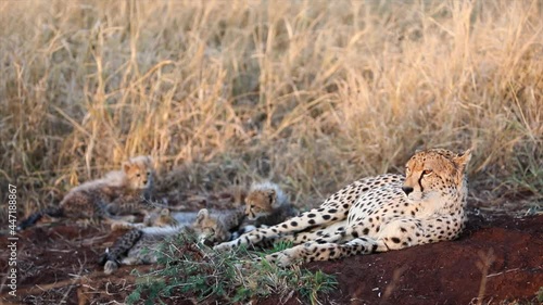 Adorable fuzzy cheetah cubs play next to mom on morning gold savanna photo