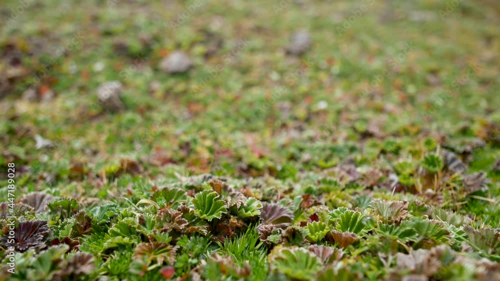 texture of a green plant from the highlands of South America texture of a green plant from the highlands of South America