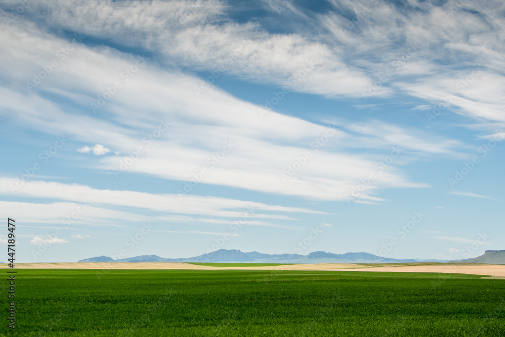 Montana fields