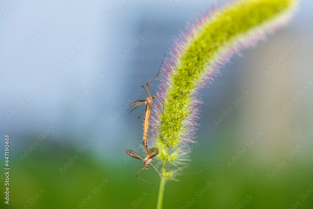 Nephrotoma appendiculata, spotted cranefly