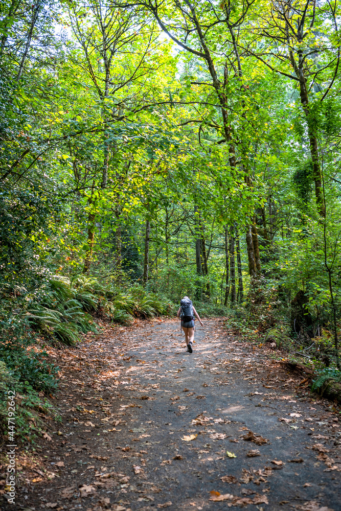 Hiker traveler with a large backpack makes a hike along a picturesque green path in a wild deciduous forest