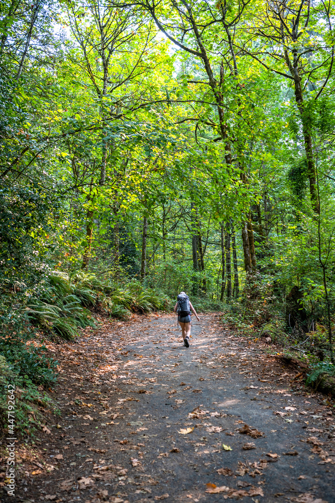 Hiker traveler with a large backpack makes a hike along a picturesque green path in a wild deciduous forest Hiker traveler with a large backpack makes a hike along a picturesque green path in a wild deciduous forest