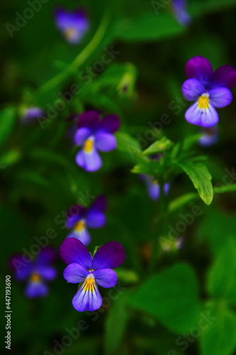 blooming in garden frugalflower of heartsease  pansy or Viola tricolor close up on dark blurred background. Selective focus