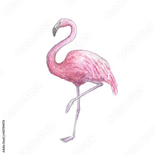 Watercolor illustration flamingo. Hand drawn illustration