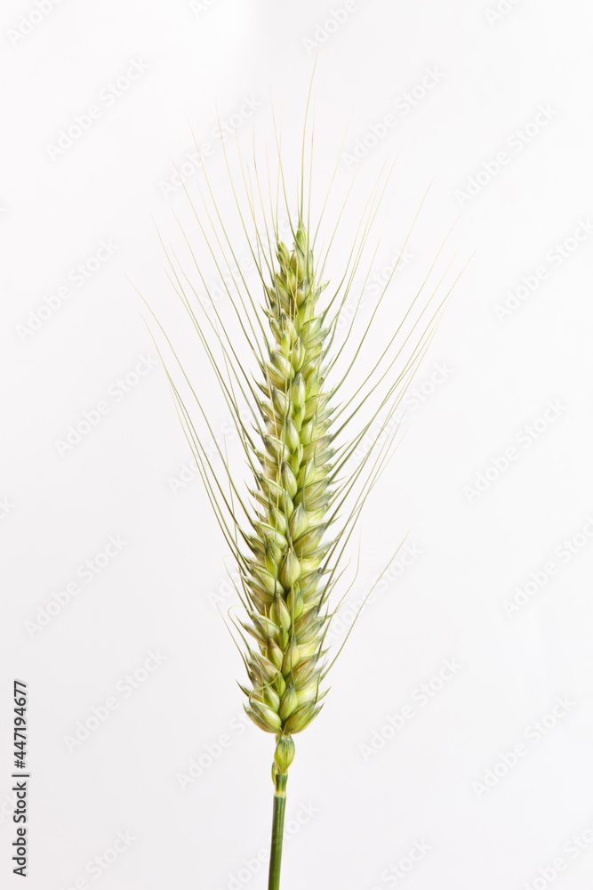 young green ear of wheats isolated on white background young green ear of wheats isolated on white background