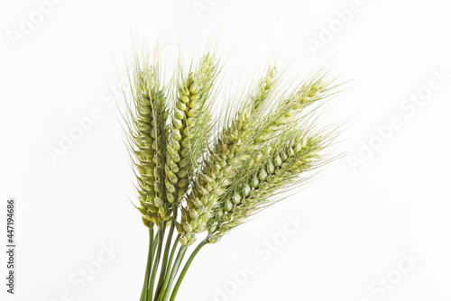 young green ear of wheats isolated on white background