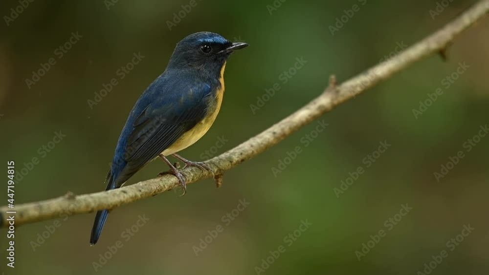 Looking towards the back and suddenly turns to face to the right, Chinese Blue Flycatcher, Cyornis Glaucicomans, foraging for invertebrates and insects in a forest in Thailand. Looking towards the back and suddenly turns to face to the right, Chinese Blue Flycatcher, Cyornis Glaucicomans, foraging for invertebrates and insects in a forest in Thailand.