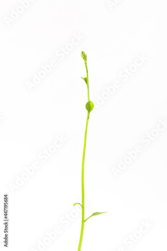 green leaf vines plant isolated on white background