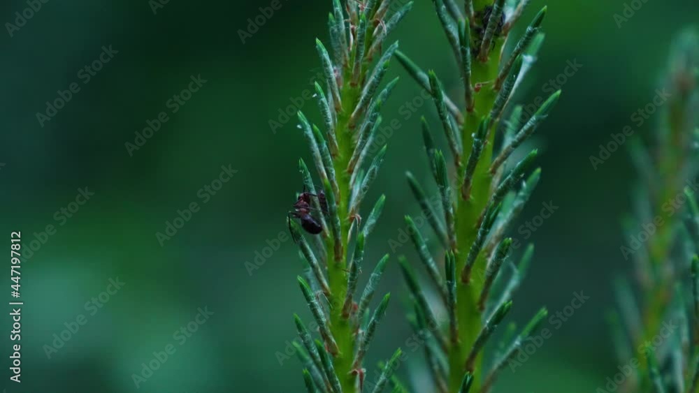 Close up shot of wild black ant insect sitting in green fir branch during dark day in forest. Blurred background. Close up shot of wild black ant insect sitting in green fir branch during dark day in forest. Blurred background.