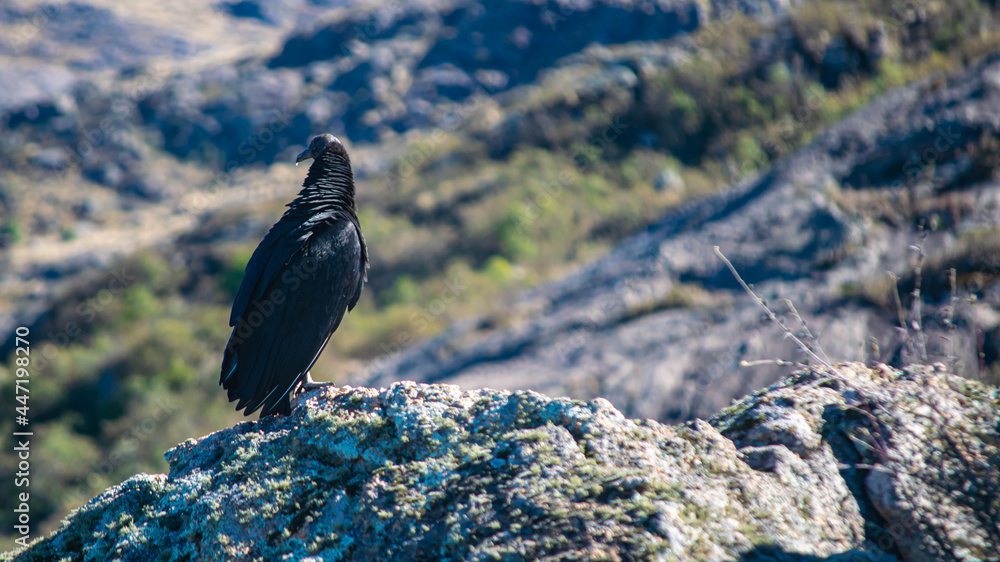 Fototapeta premium Black-headed Jote or American Black Vulture perched on a stone