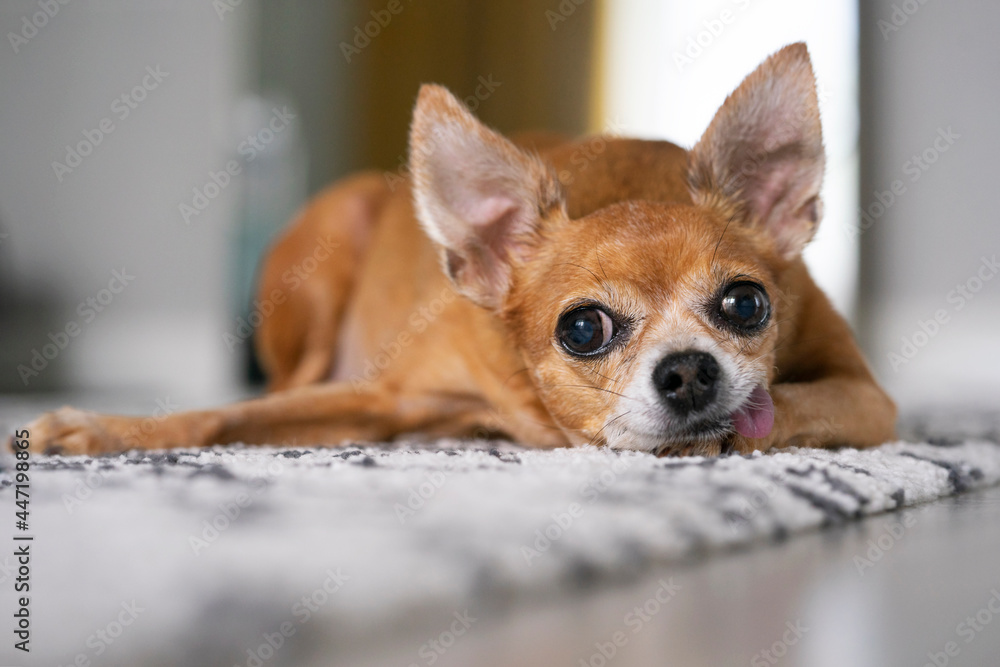 Close-up of a domestic toy terrier resting on its paw at home. Close-up of a domestic toy terrier resting on its paw at home.