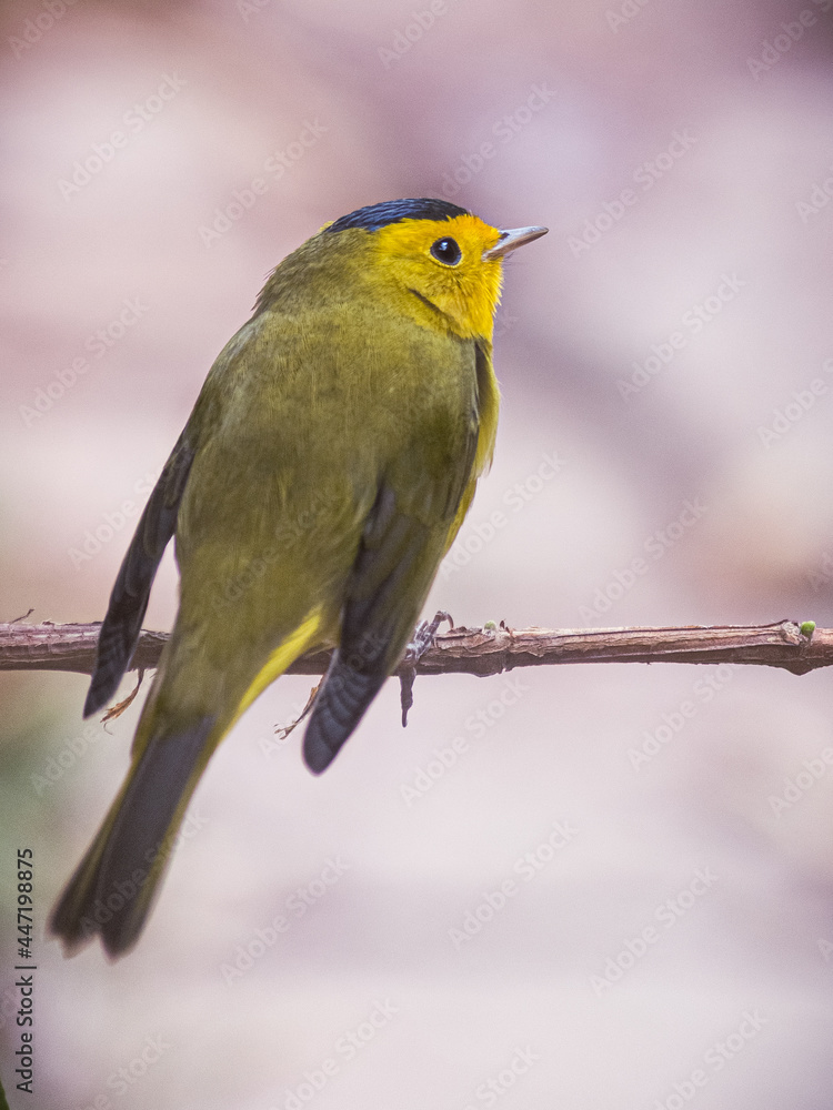 Fototapeta premium Black headed bee eater