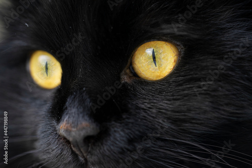 Close-up face of a black cat with yellow eyes with narrow pupils.