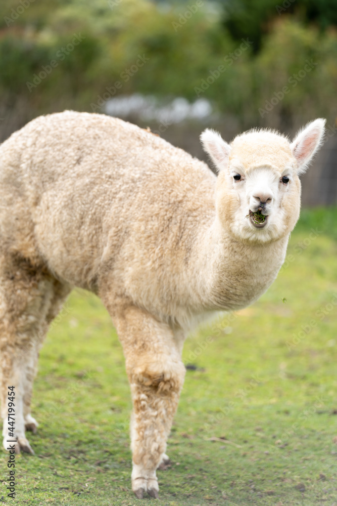 Obraz premium alpaca or llama on a farm eating