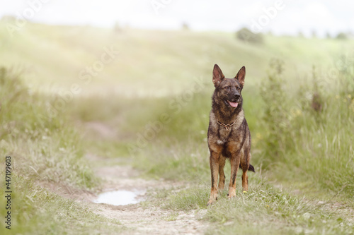 Beautiful dog in the wild. She stands in the tall grass. Summer. German shepherd breed.