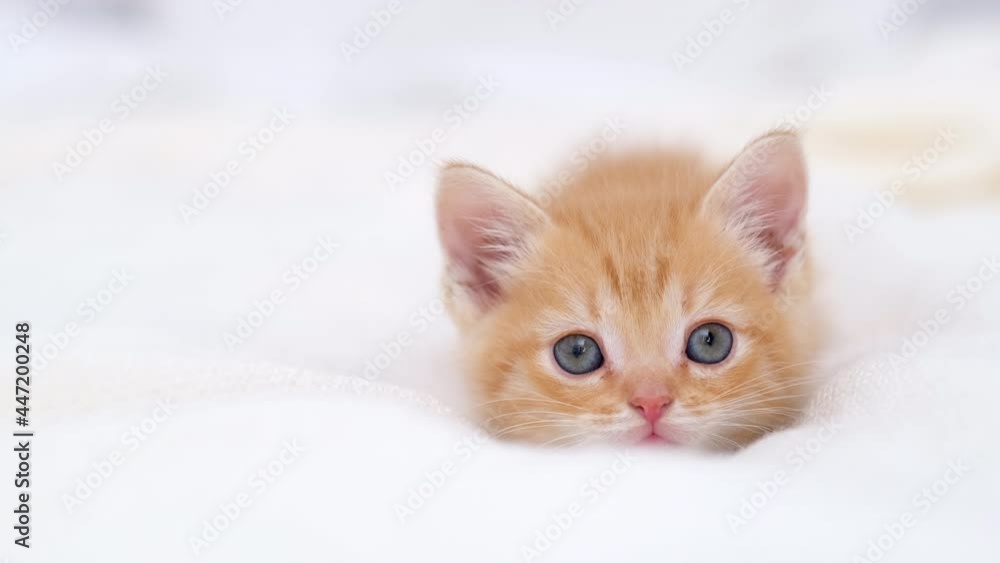 4k Portrait cute striped red ginger kitten with big eyes lying on white bed at home. kitty looking at camera. Concept of happy adorable cat pets. 4k Portrait cute striped red ginger kitten with big eyes lying on white bed at home. kitty looking at camera. Concept of happy adorable cat pets.